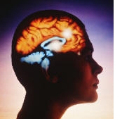 L’influence des nitrates sur le développement d’Alzheimer - Source de l'image:www.meschinohealth.com 