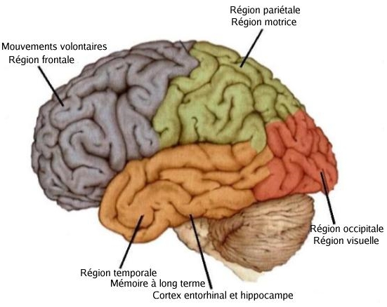 Maintenir son cerveau en éveil contre la maladie d’Alzheimer - Source de l'image: http://users.skynet.be/alzheimer/images/cerveau.jpg